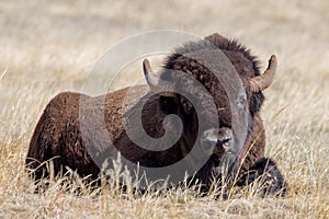 Bison relaxing in a field at the Rocky Mountain Arsenal