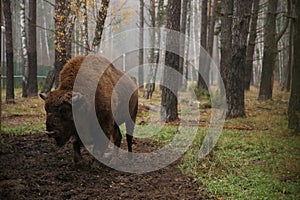 Bison in the reserve of Belarus on the background of the forest