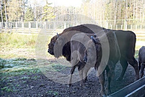 Bison in the reserve Belovezhskaya dense forest