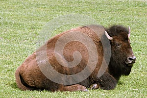 Bison at rest