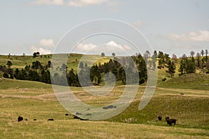 Bison Rest On Rolling Hills
