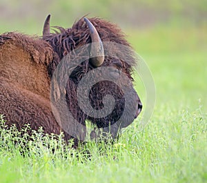 Bison grazing in Oklahoma