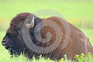 Bison grazing in Oklahoma