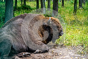 bison resting in the reserve