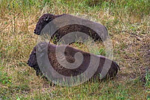 bison resting in the reserve