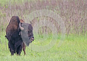 Bison grazing in Oklahoma