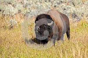 Bison roaring at tourists in on a turnout along Grand Loop Road