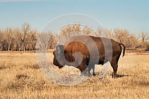 Bison in Rocky Mountain Arsenal during Fall walking around the grass. photo