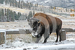 Bison in Rocky Mountains, USA