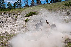 Bison rolling around in dirt, kicking up dust near the Mud Volcano area of Yellowstone National Park. Focus on the hoof