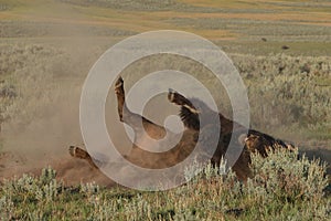 Bison Rolling During Rut