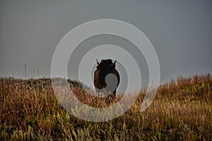 Bison at Roosevelt National Park North Dakota