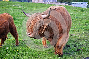 Bison in russian zoo