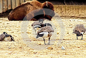 Bison`s Birds