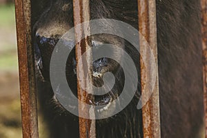 Bison`s head mouth and nose of the hoofed zoo