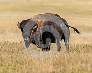 Bison on Sage Creek Rim Road in Badlands National Park photo