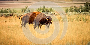 Bison seen on Antelope Island