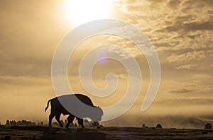 Bison Silhouetted at Sunrise in Yellowstone National Park