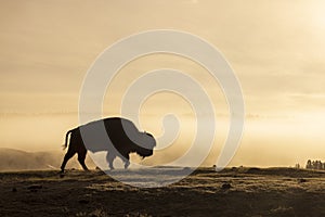 Bison Silhouetted at Sunrise in Yellowstone National Park Wyoming