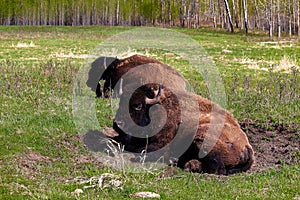 A bison sitting in a wallow pit