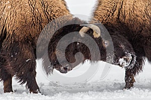 Bison Skirmish photo