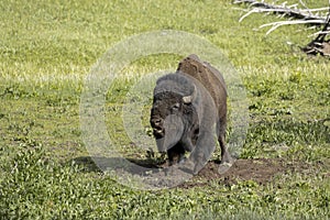 Bison snorting and making a fuss