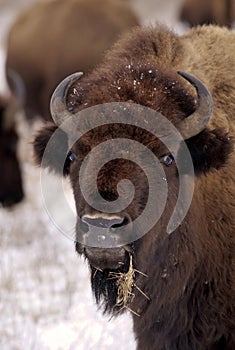 Bison and snow