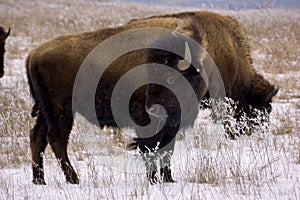 Bison and snow