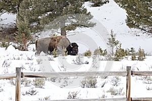 Bison in snow covered field in Yellowstone National Park, Wyoming