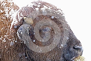 Bison - Snow and Ice of Winter