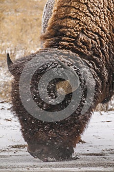 Bison in Snow Facing Left Vertical photo