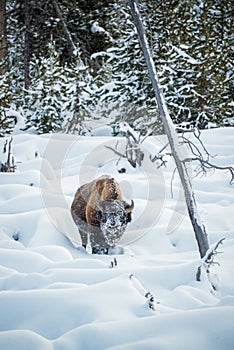 Bison in the Snow, Yellowstone