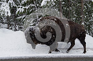 Bison in a snowstorm.