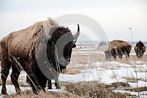 Bison In A Snowy Field