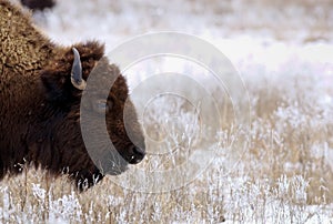 Bison on snowy prairie