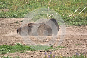 Bison or sometimes called Buffalo rolling in the dirt