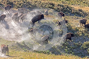 Bison Stampede in Yellowstone National Park