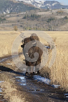 Bison standing in grass with mountains in background