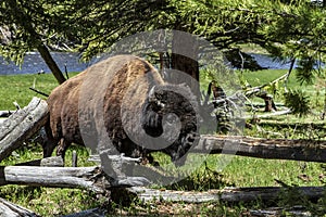 Bison standing near logs in Yellowstone