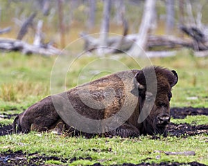 Bison Stock Photo and Image. Close-up profile view resting in the field with grass blur background in its environment and