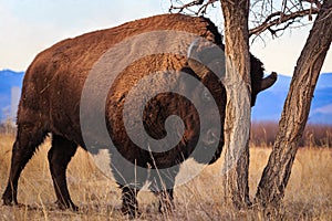 Bison stratching its head on a tree