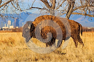 Bison stratching its side on a tree