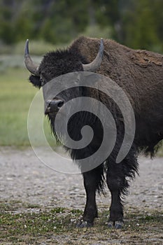 Bison in Grand Teton National Park