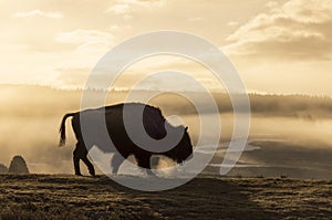 Bison at Sunrise in Yellowstone National Park Wyoming