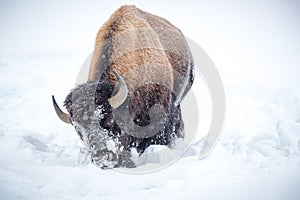 Bison swings his head side to side to push away sno and reveals