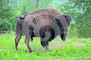 Bison