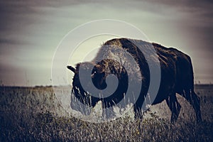 Bison of Theodore Roosevelt National Park