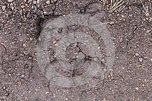 Bison Tracks in Yellowstone