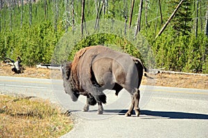 Bison Traffic