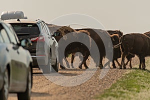 Bison Traffic Jam Along Dirt Road